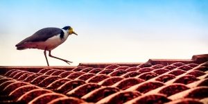 bird-on-a-roof-1446198-m