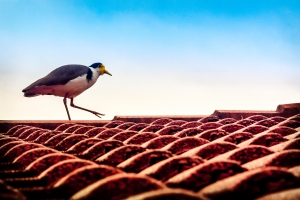bird-on-a-roof-1446198-m