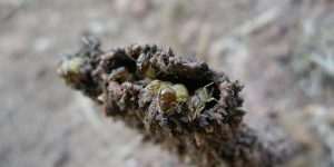 termites-at-work-772475-m