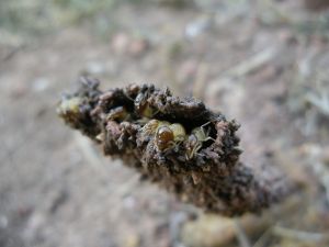 termites-at-work-772475-m