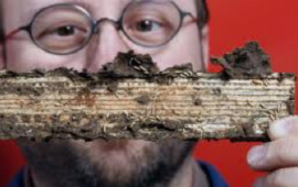 termites