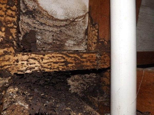 Termite-activity-_-Job-310