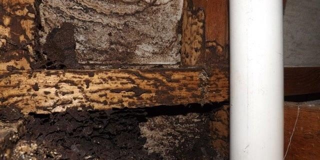 Termite-activity-_-Job-310