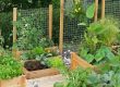 veggie patches