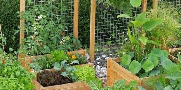 veggie patches