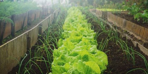 veggie garden veggie garden