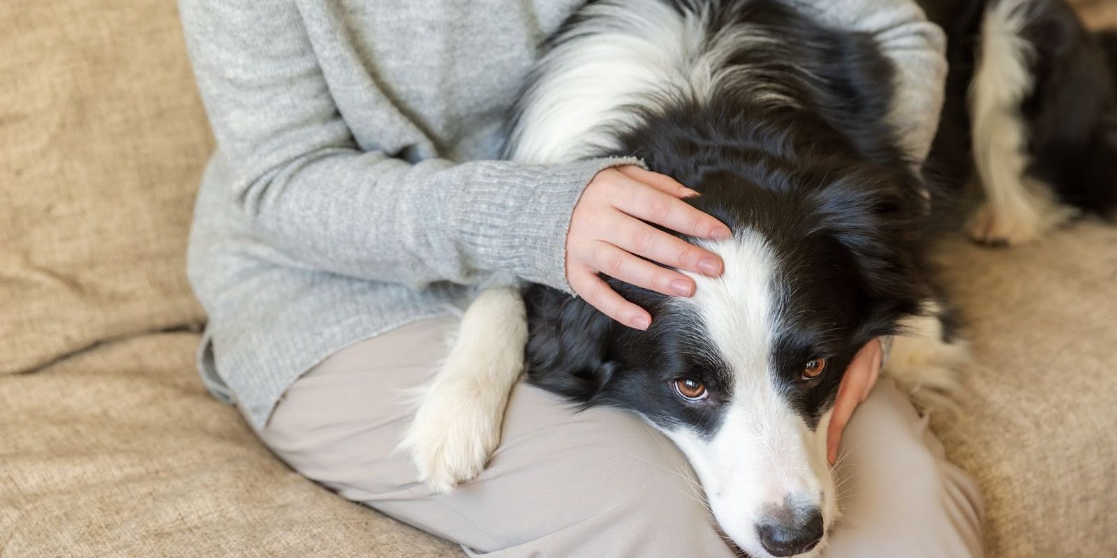 6 Ways To Get Rid Of Dog Smell Houspect NSW