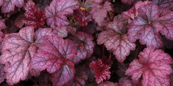 low-maintenance-plants-1