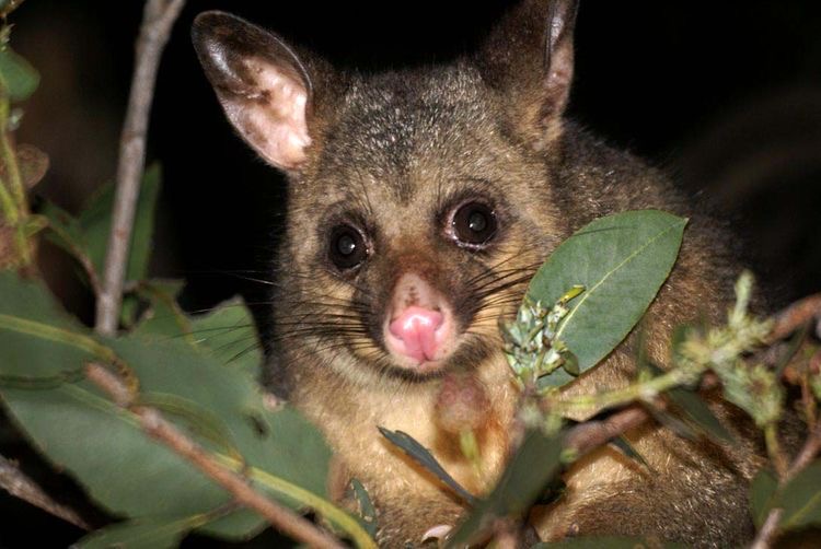 How to Get Rid of Possums in Roof Houspect NSW
