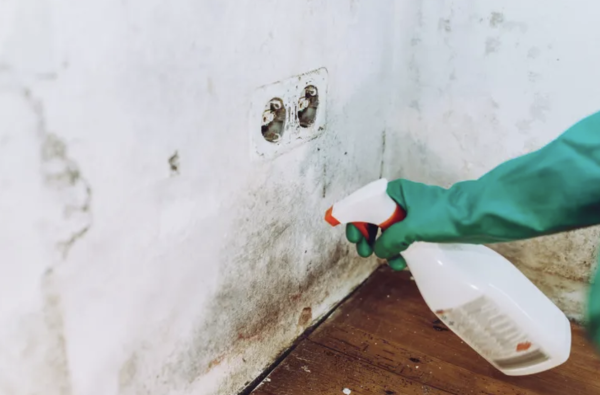 managing-mould1