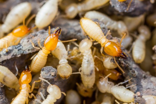 Termite or white ants pests