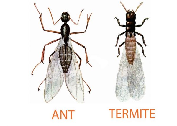 ant-termite termites