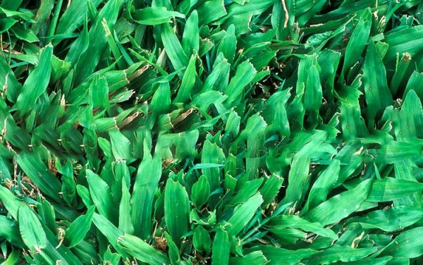 carpet-grass lawn grass