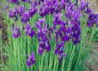 hardy plants