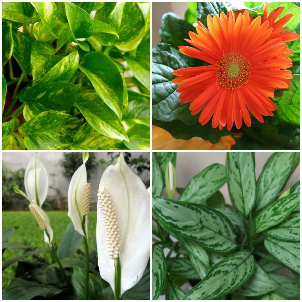 House plants that improve air quality air quality