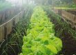 veggie garden