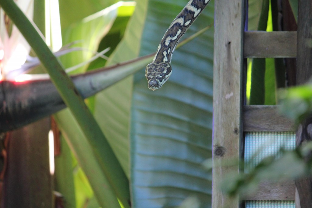Snakes Around The House Building Inspections Adelaide