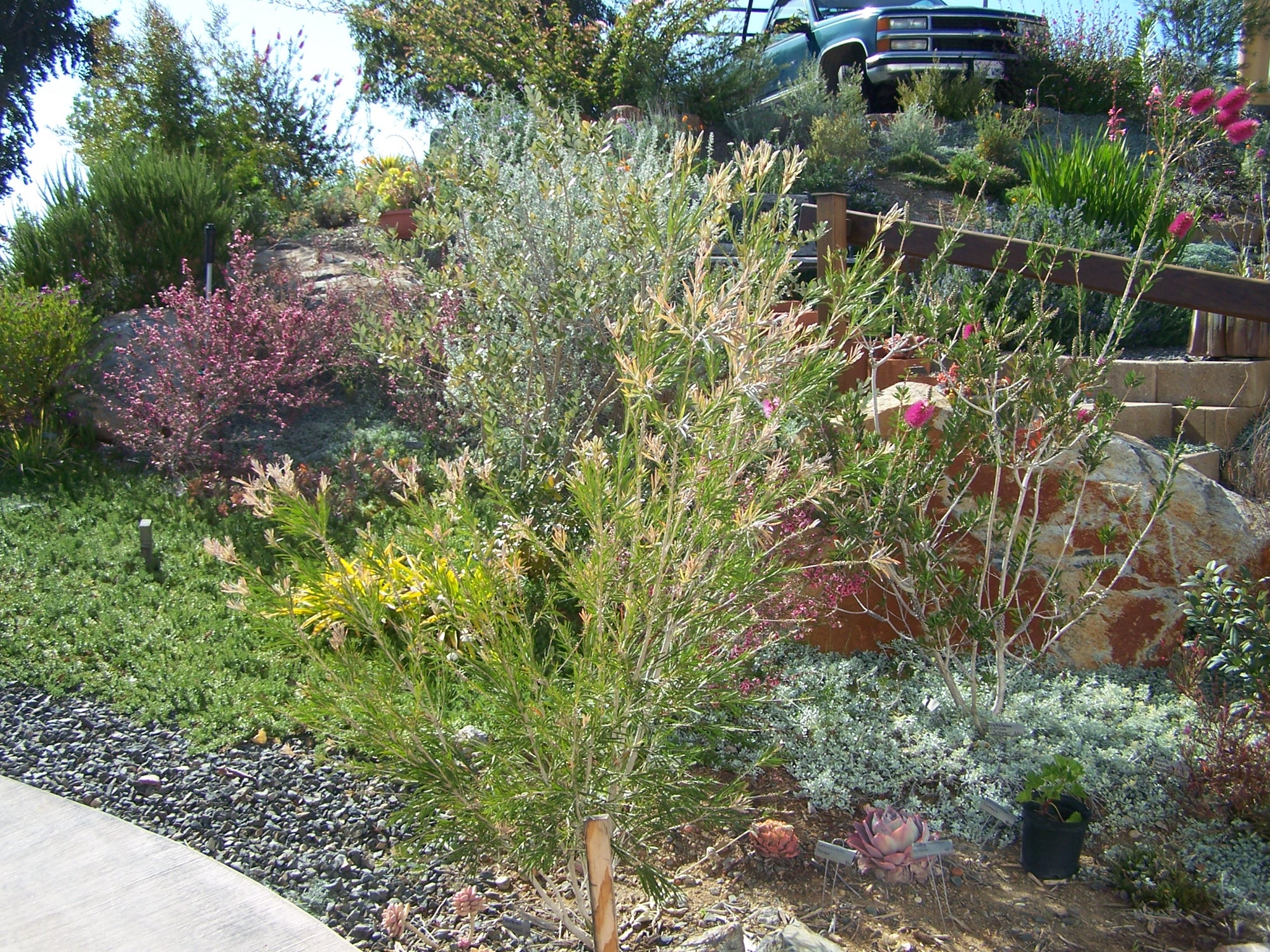 Drought resistent garden Water Saving