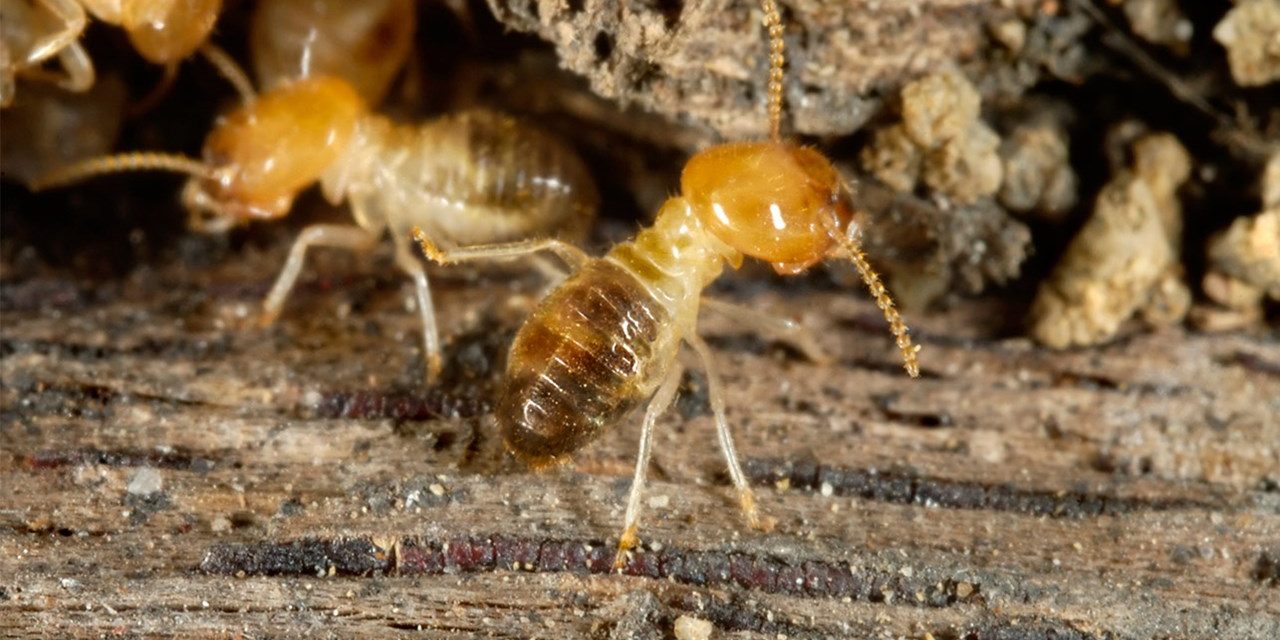 termites pest pest termites
