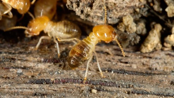 pest termites