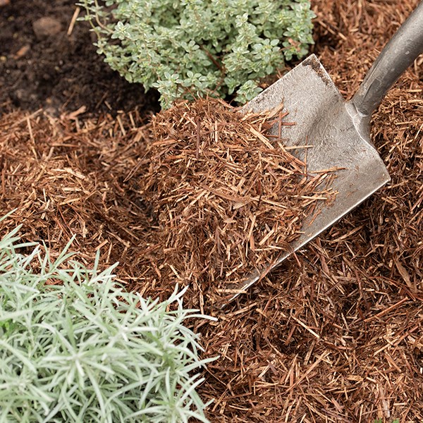 Mulching your garden