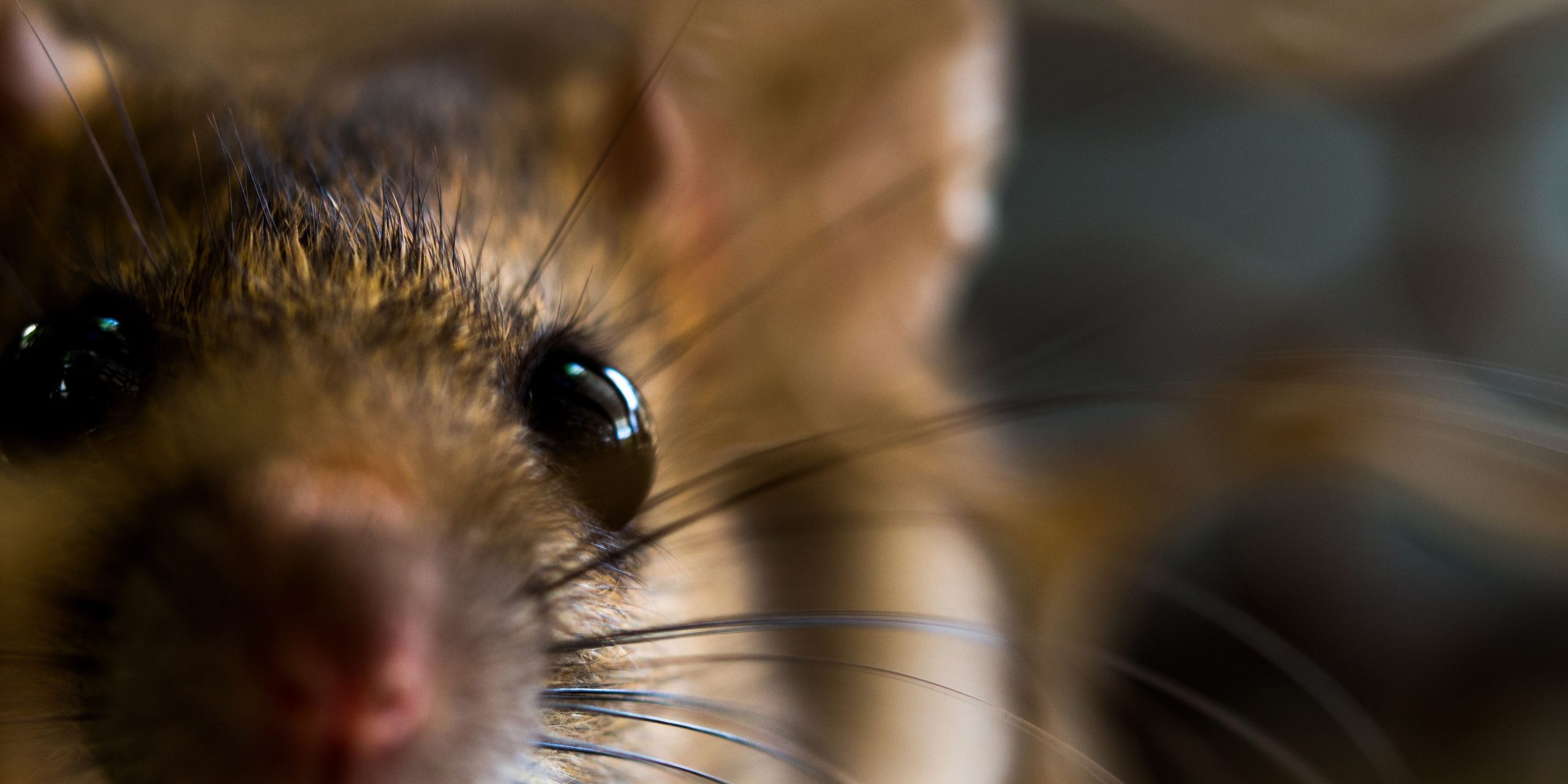 pest inspection pest inspection