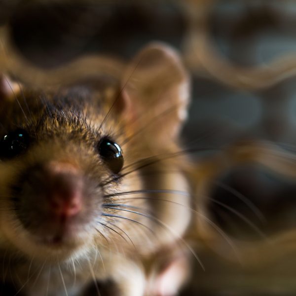 pest inspection pest inspection