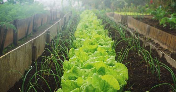 veggie garden veggie garden