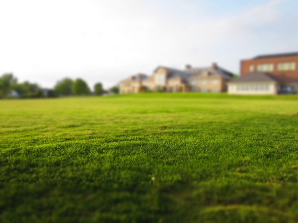 synthetic grass synthetic grass