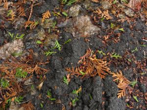 site drainage