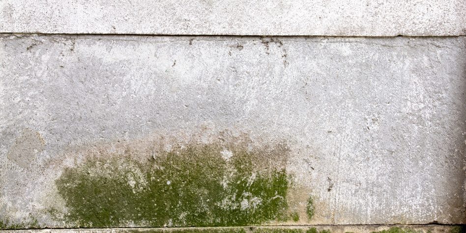 Green Mold Indicating Damp on Precast Cement Wall Moisture Damage