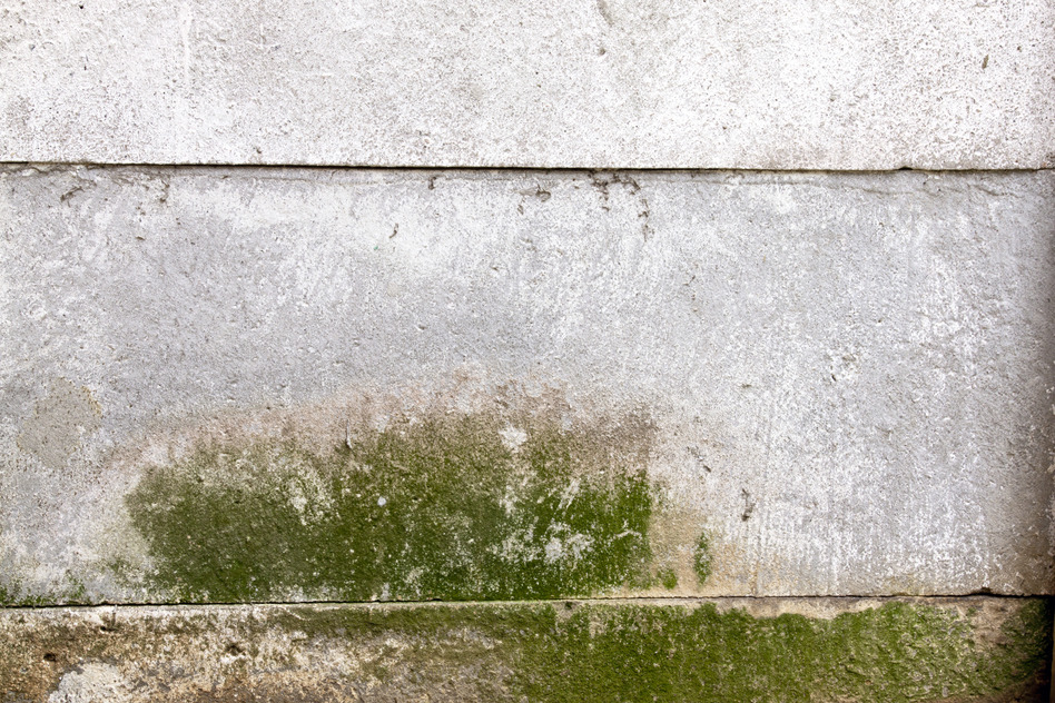 Green Mold Indicating Damp on Precast Cement Wall Moisture Damage