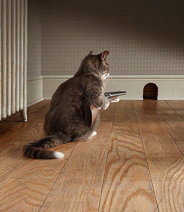 Cat-With-Gun