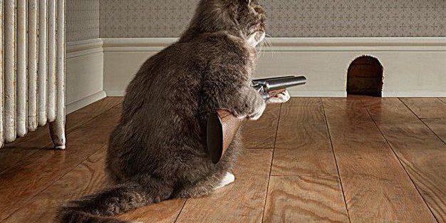 Cat-With-Gun
