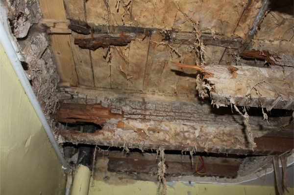 dryrot1
