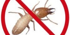 termite