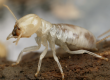Termites