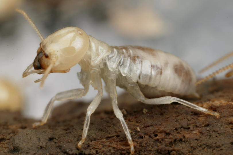 Check Your Western Australian Wood Termites And Other Issues Building Inspections Perth