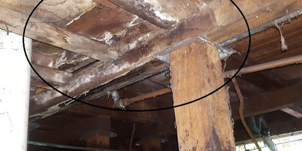 pre purchase inspection underfloor